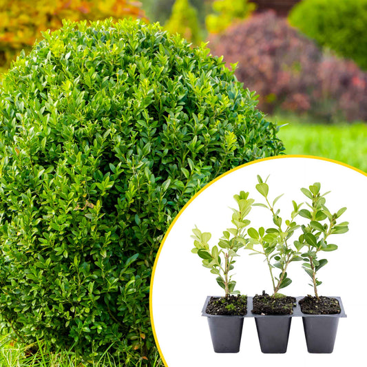 3 Japanese Boxwood Plants in 2.5” Cubes | Evergreen Shrub for Compact Topiary Hedges & Landscape Borders (Buxus microphylla var. japonica)