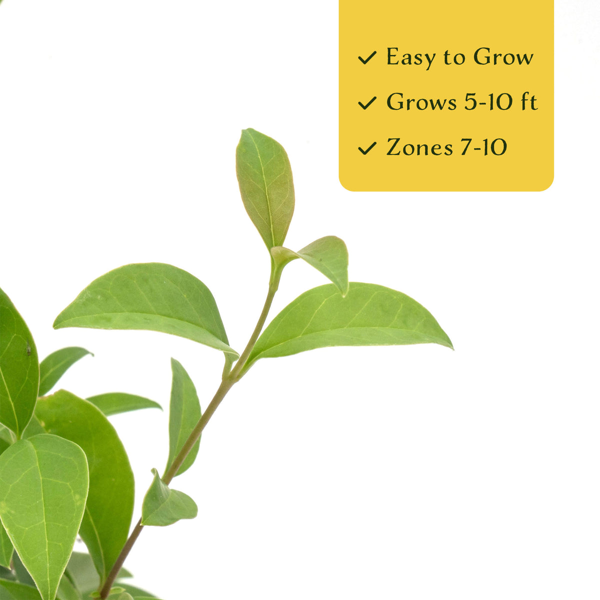 3 Japanese Privet in 2.5" Nursery Cubes | Ligustrum japonicum | Evergreen Shrub for Hedges, Screens & Borders