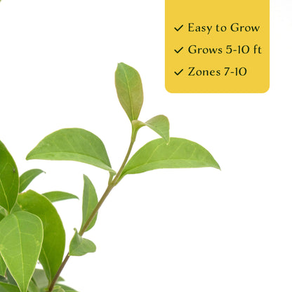 3 Japanese Privet in 2.5" Nursery Cubes | Ligustrum japonicum | Evergreen Shrub for Hedges, Screens & Borders