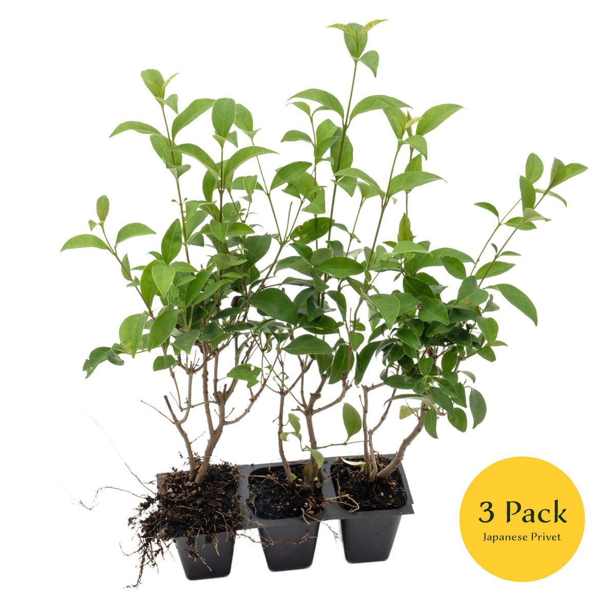 3 Japanese Privet in 2.5" Nursery Cubes | Ligustrum japonicum | Evergreen Shrub for Hedges, Screens & Borders