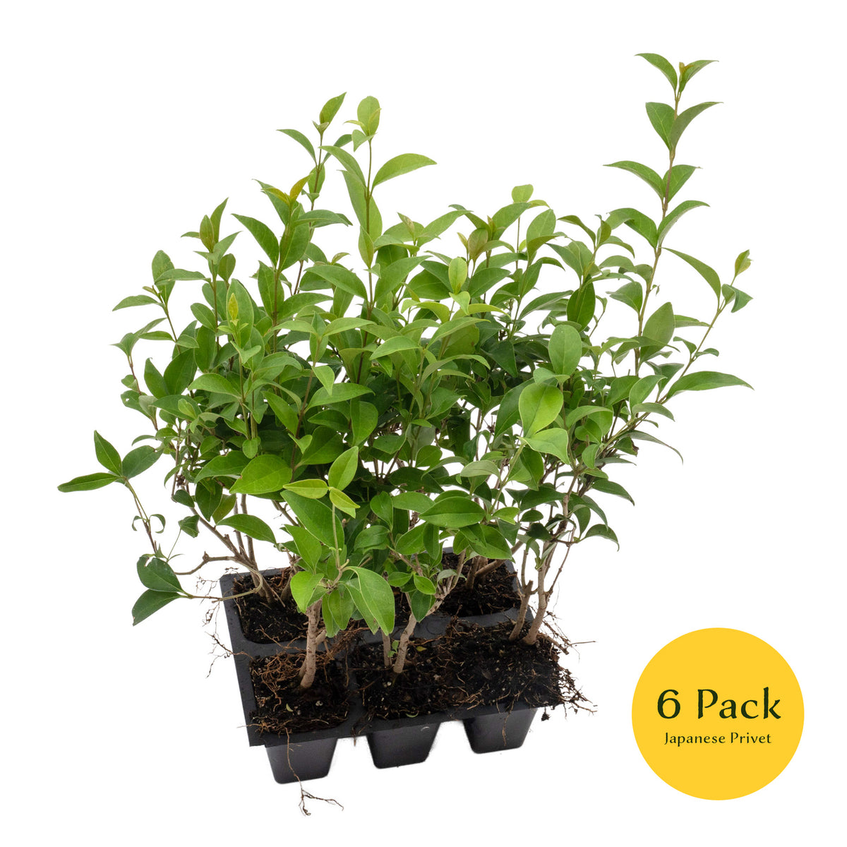 3 Japanese Privet in 2.5" Nursery Cubes | Ligustrum japonicum | Evergreen Shrub for Hedges, Screens & Borders