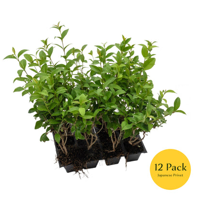 3 Japanese Privet in 2.5" Nursery Cubes | Ligustrum japonicum | Evergreen Shrub for Hedges, Screens & Borders