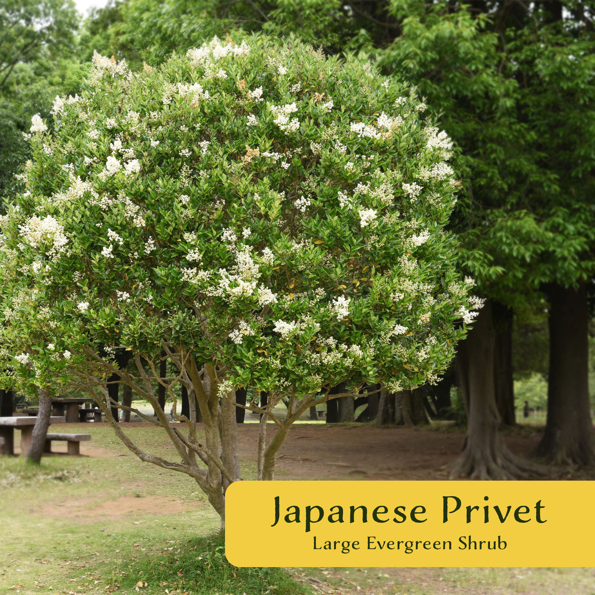 3 Japanese Privet in 2.5" Nursery Cubes | Ligustrum japonicum | Evergreen Shrub for Hedges, Screens & Borders