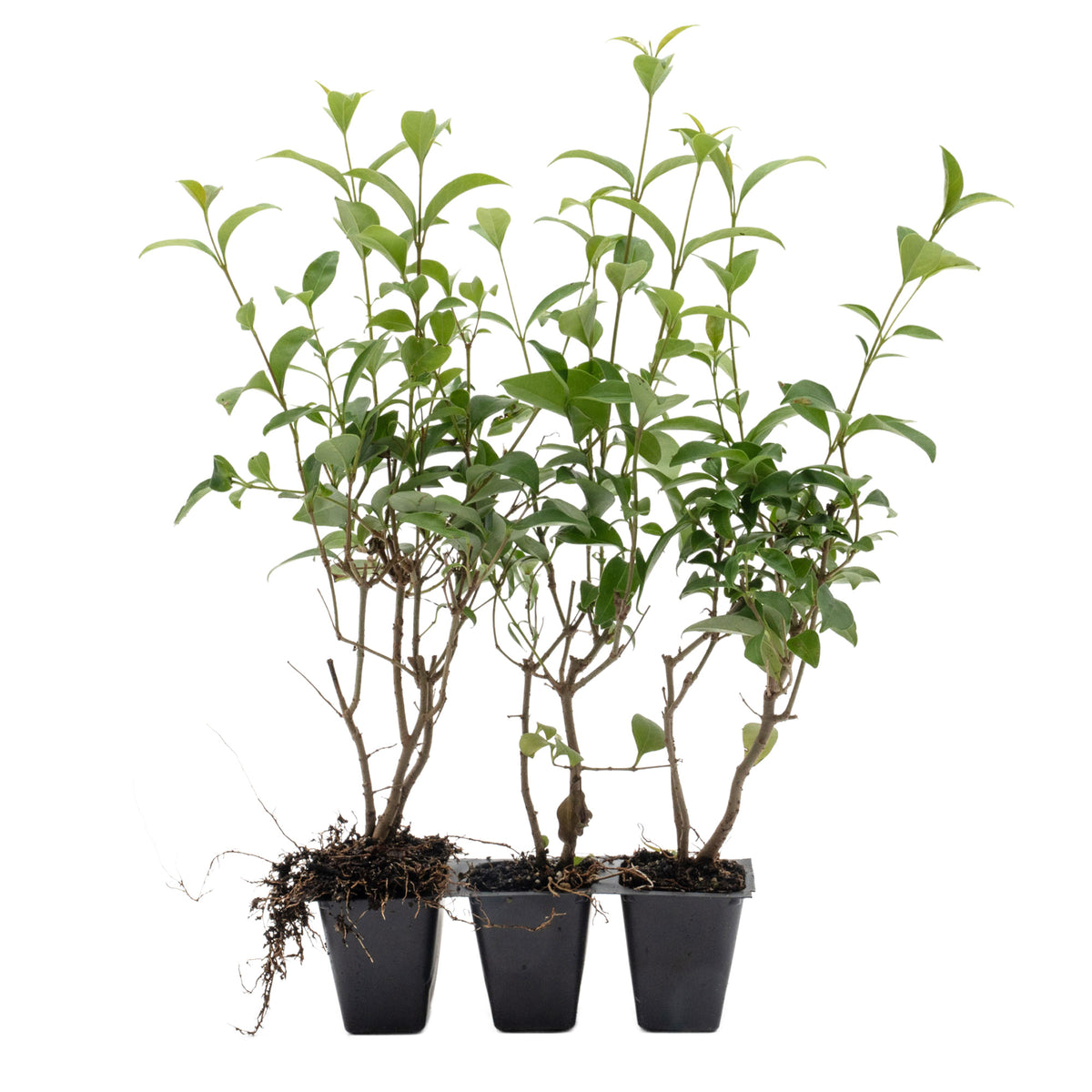 3 Japanese Privet in 2.5" Nursery Cubes | Ligustrum japonicum | Evergreen Shrub for Hedges, Screens & Borders