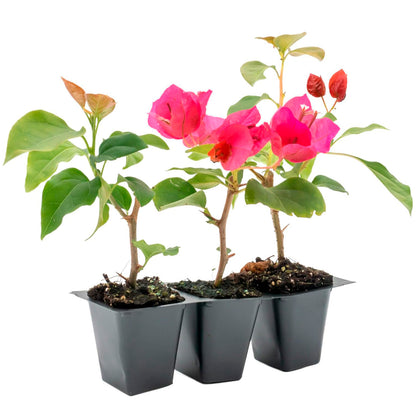Juanita Hatten Bougainvillea | Live Plant in 2.5 Inch Nursery Cube | Bougainvillea × 'Juanita Hatten'