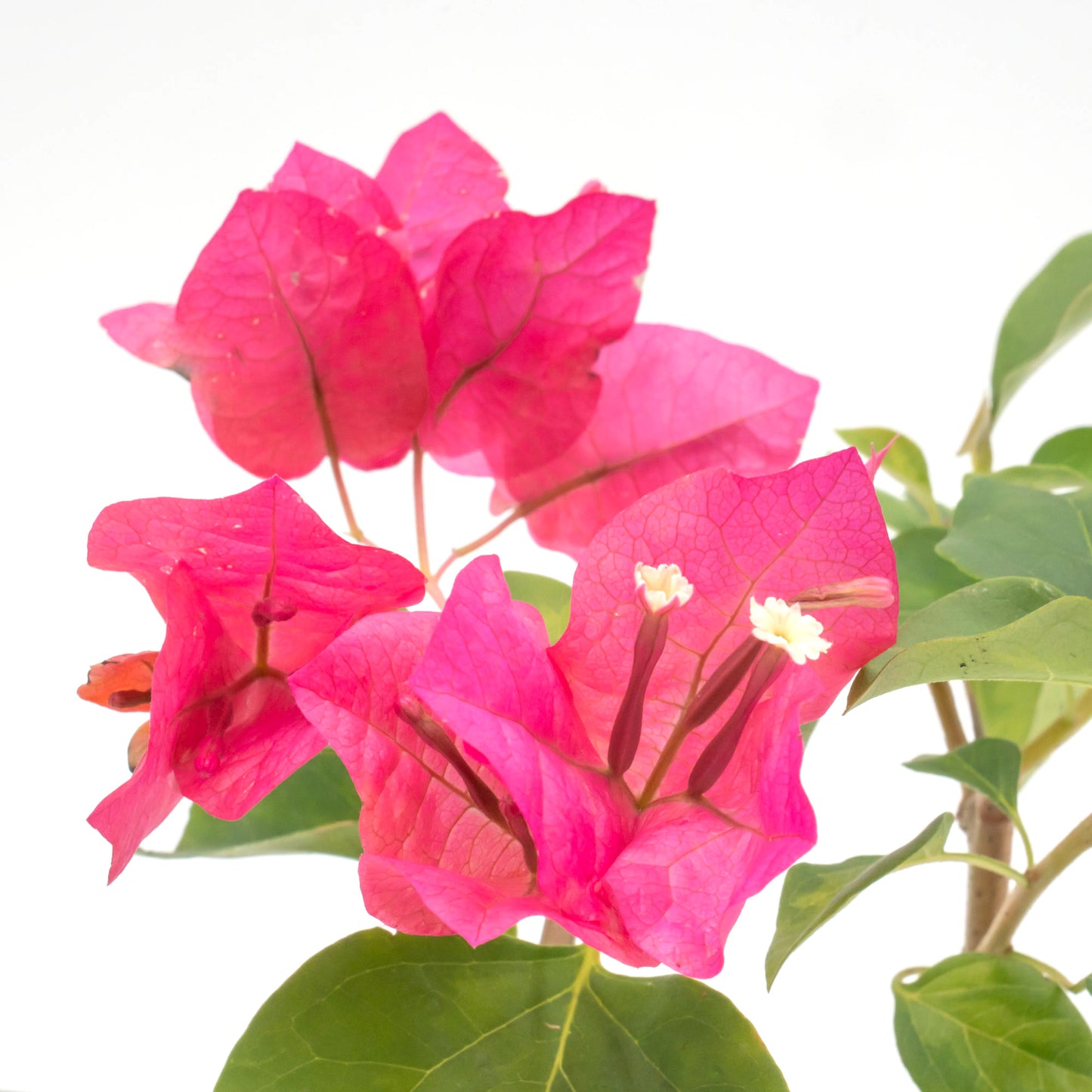 Juanita Hatten Bougainvillea | Live Plant in 2.5 Inch Nursery Cube | Bougainvillea × 'Juanita Hatten'