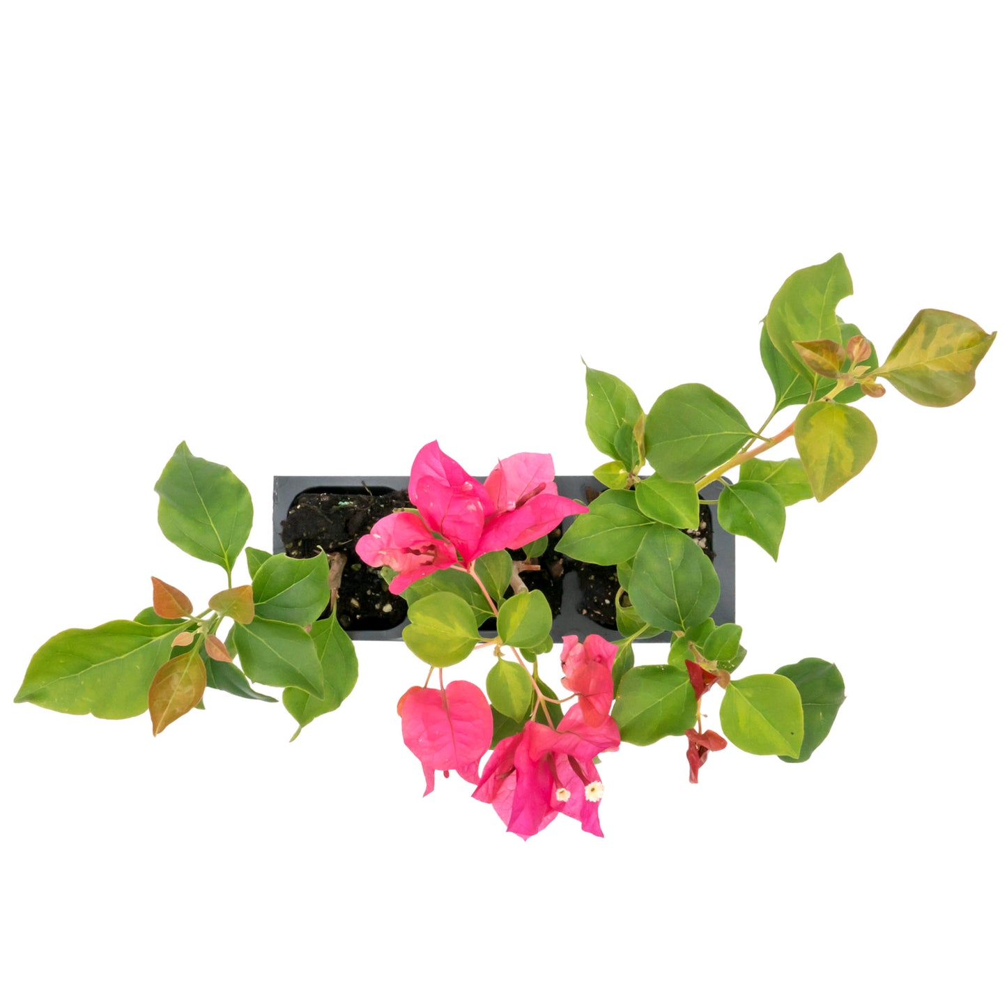 Juanita Hatten Bougainvillea | Live Plant in 2.5 Inch Nursery Cube | Bougainvillea × 'Juanita Hatten'
