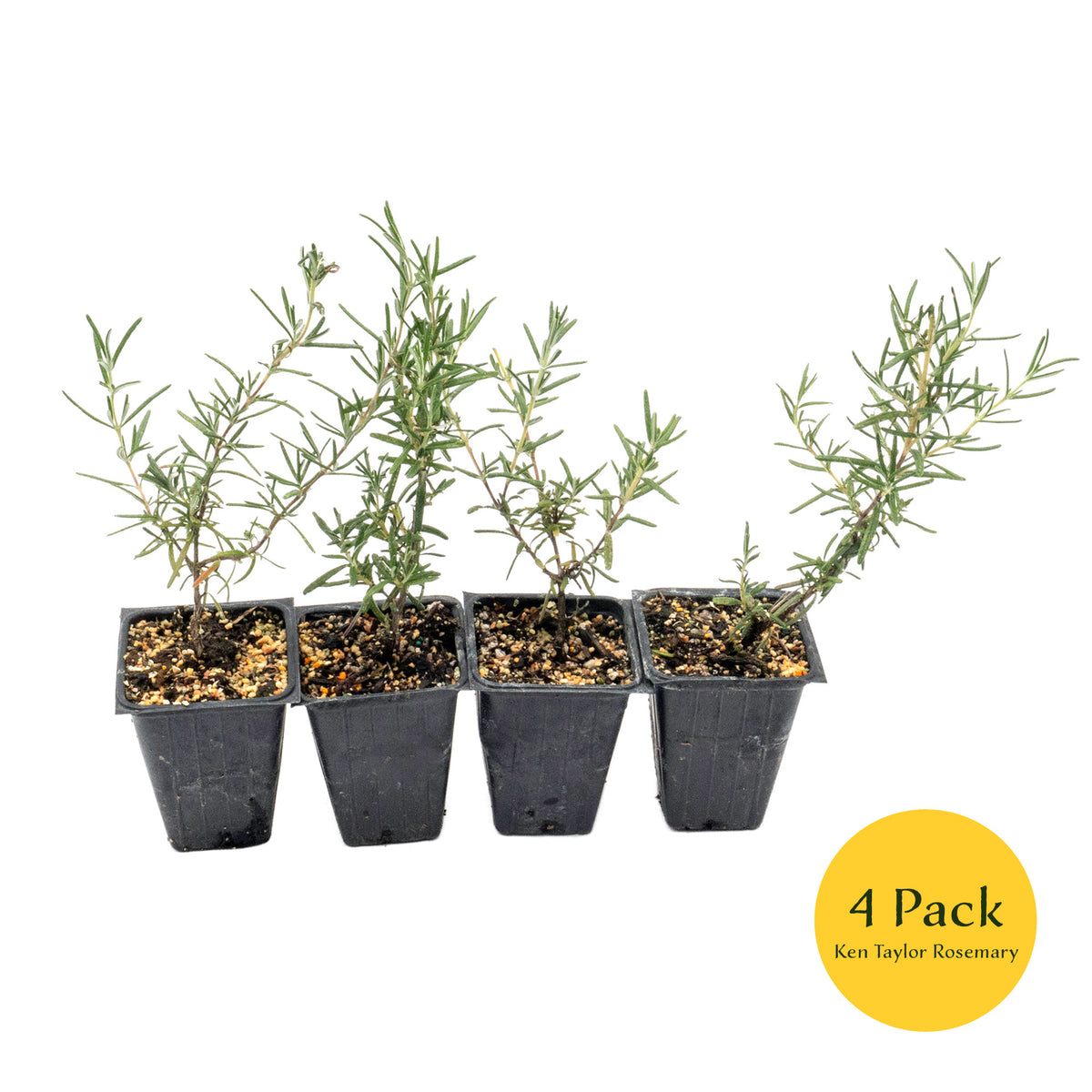 2 Ken Taylor Rosemary in 3.5" Nursery Cubes | Rosmarinus officinalis ‘Ken Taylor’ | Fragrant Evergreen Herb