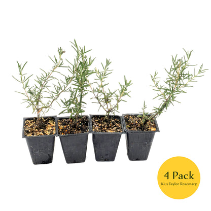 2 Ken Taylor Rosemary in 3.5" Nursery Cubes | Rosmarinus officinalis ‘Ken Taylor’ | Fragrant Evergreen Herb