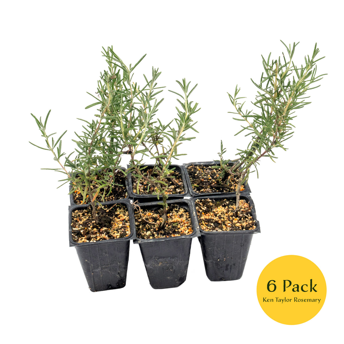 2 Ken Taylor Rosemary in 3.5" Nursery Cubes | Rosmarinus officinalis ‘Ken Taylor’ | Fragrant Evergreen Herb