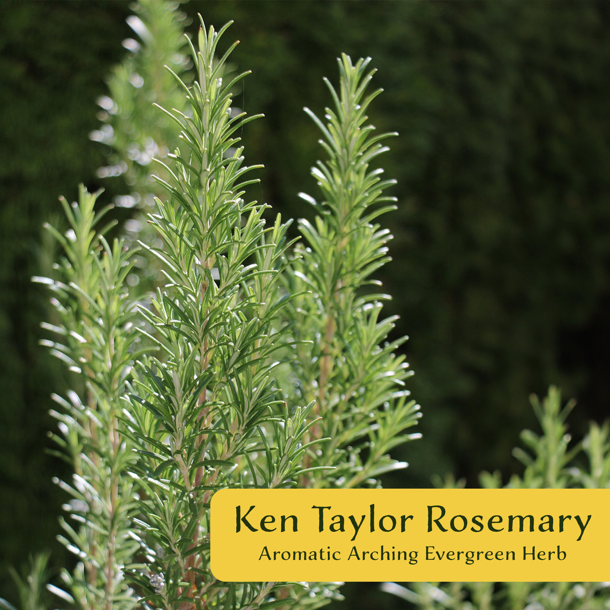 2 Ken Taylor Rosemary in 3.5" Nursery Cubes | Rosmarinus officinalis ‘Ken Taylor’ | Fragrant Evergreen Herb