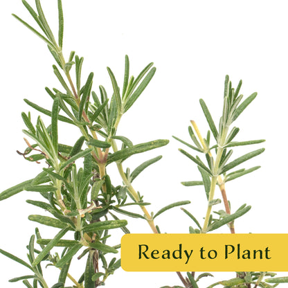 2 Ken Taylor Rosemary in 3.5" Nursery Cubes | Rosmarinus officinalis ‘Ken Taylor’ | Fragrant Evergreen Herb
