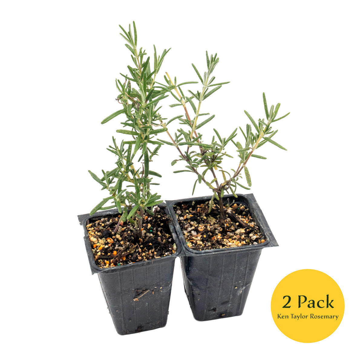 2 Ken Taylor Rosemary in 3.5" Nursery Cubes | Rosmarinus officinalis ‘Ken Taylor’ | Fragrant Evergreen Herb