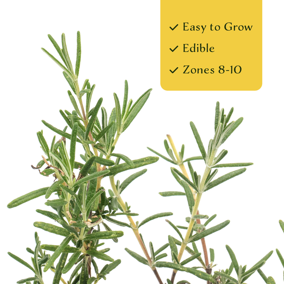 2 Ken Taylor Rosemary in 3.5" Nursery Cubes | Rosmarinus officinalis ‘Ken Taylor’ | Fragrant Evergreen Herb