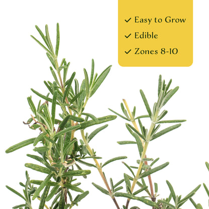 2 Ken Taylor Rosemary in 3.5" Nursery Cubes | Rosmarinus officinalis ‘Ken Taylor’ | Fragrant Evergreen Herb