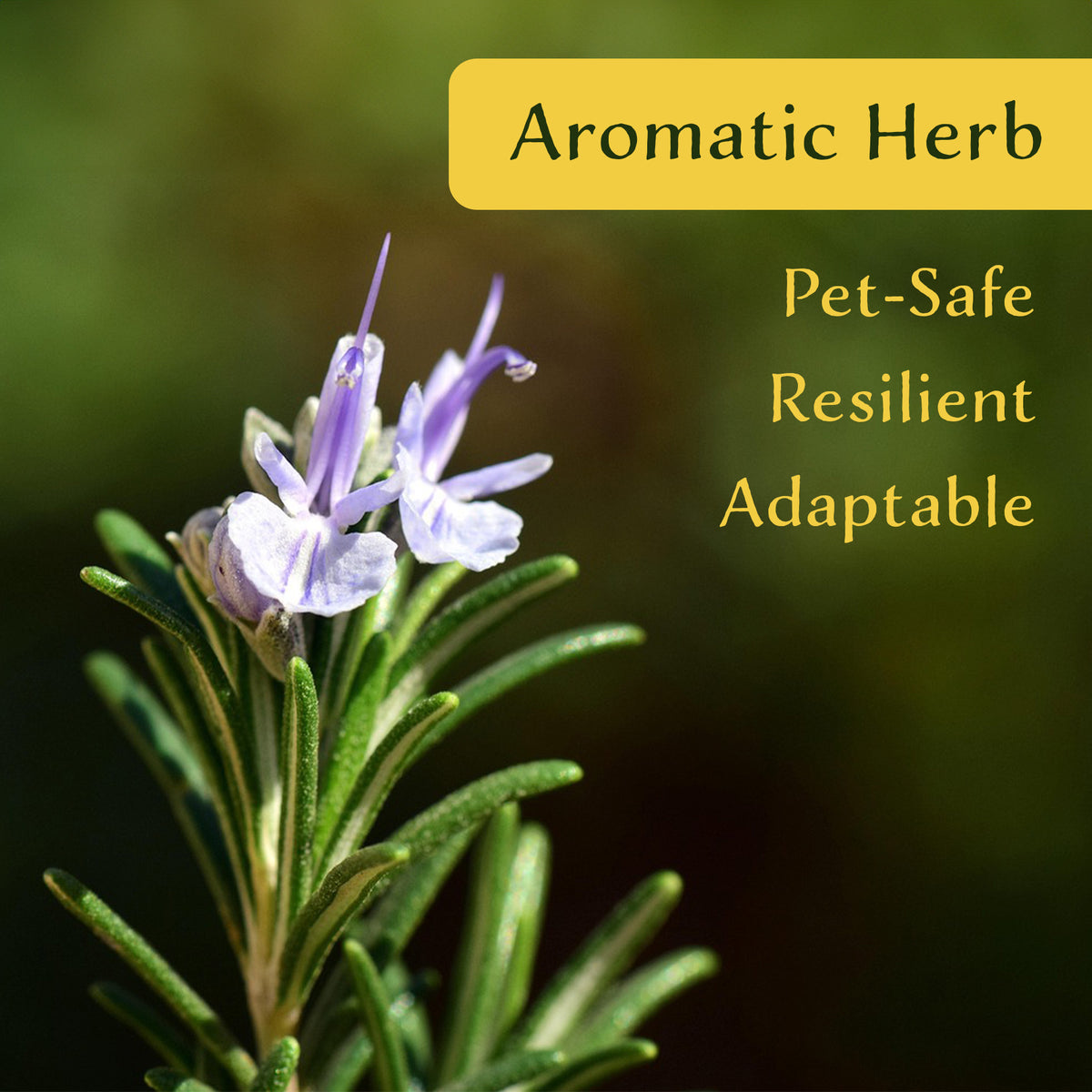 2 Ken Taylor Rosemary in 3.5" Nursery Cubes | Rosmarinus officinalis ‘Ken Taylor’ | Fragrant Evergreen Herb