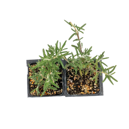 2 Ken Taylor Rosemary in 3.5" Nursery Cubes | Rosmarinus officinalis ‘Ken Taylor’ | Fragrant Evergreen Herb