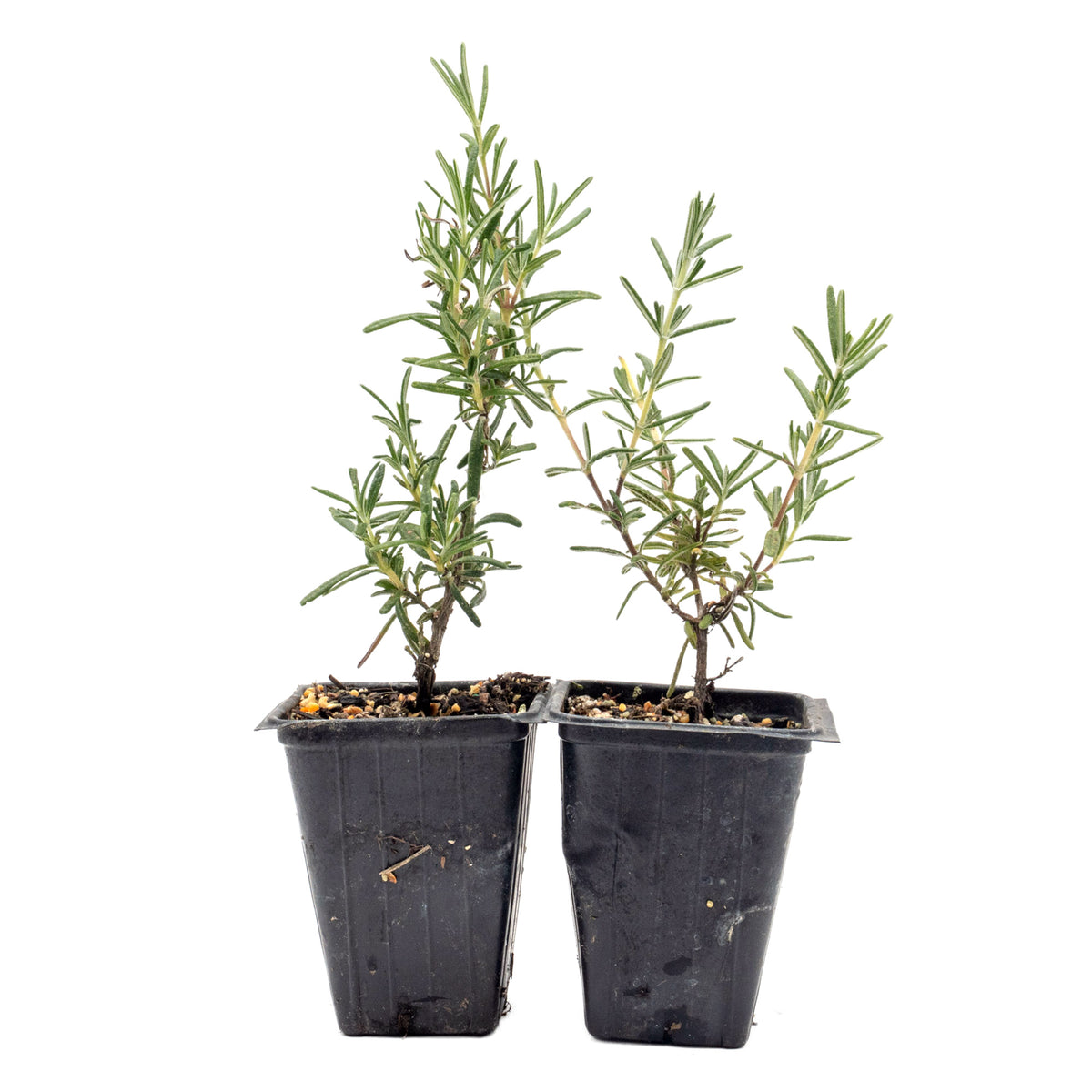 2 Ken Taylor Rosemary in 3.5" Nursery Cubes | Rosmarinus officinalis ‘Ken Taylor’ | Fragrant Evergreen Herb