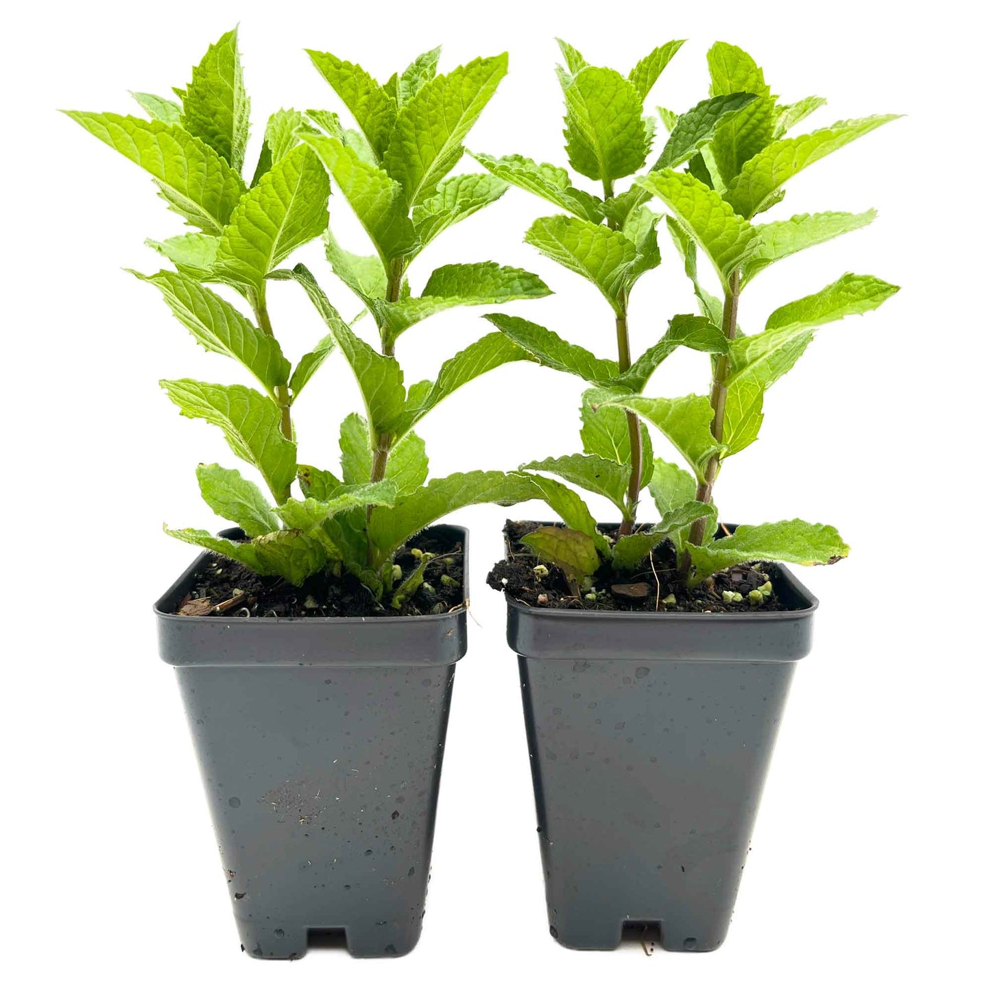 Kentucky Mint (Mentha spicata 'Kentucky Colonel')