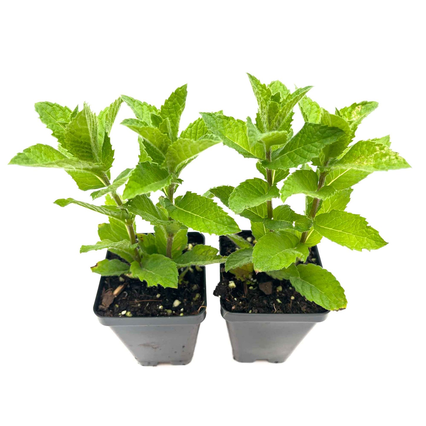 Kentucky Mint (Mentha spicata 'Kentucky Colonel')