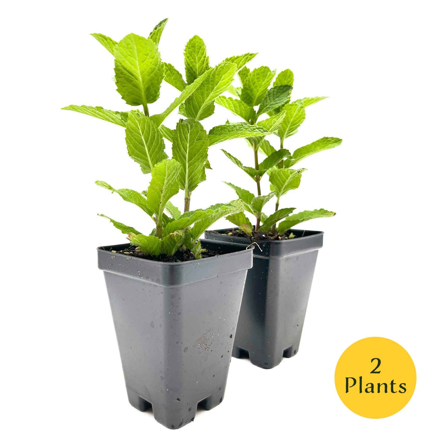 Kentucky Mint (Mentha spicata 'Kentucky Colonel')