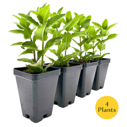 Kentucky Mint (Mentha spicata 'Kentucky Colonel')