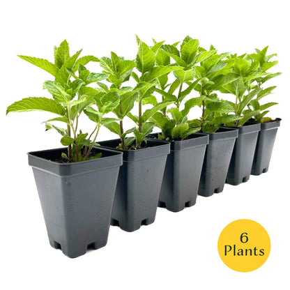 Kentucky Mint (Mentha spicata 'Kentucky Colonel')