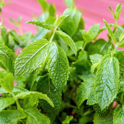 Kentucky Mint (Mentha spicata 'Kentucky Colonel')