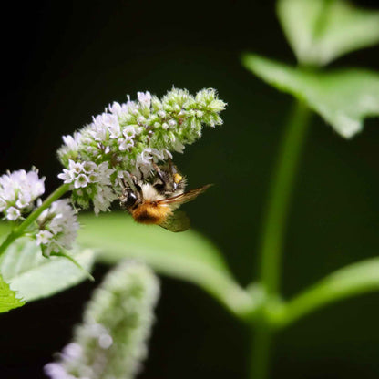 Kentucky Mint (Mentha spicata 'Kentucky Colonel')