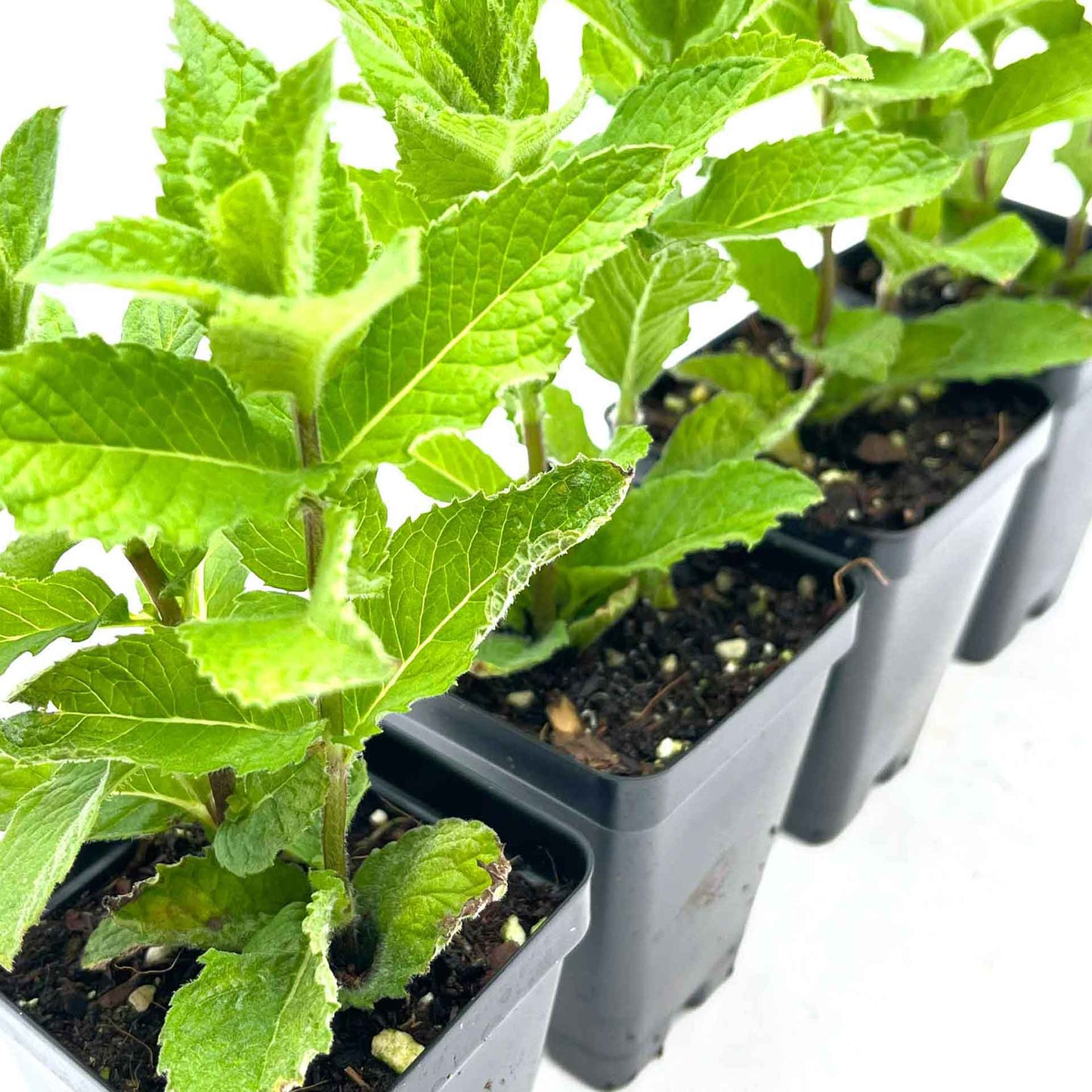 Kentucky Mint (Mentha spicata 'Kentucky Colonel')