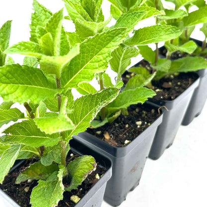 Kentucky Mint (Mentha spicata 'Kentucky Colonel')