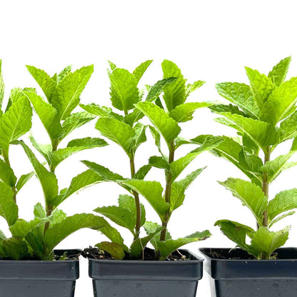 Kentucky Mint (Mentha spicata 'Kentucky Colonel')