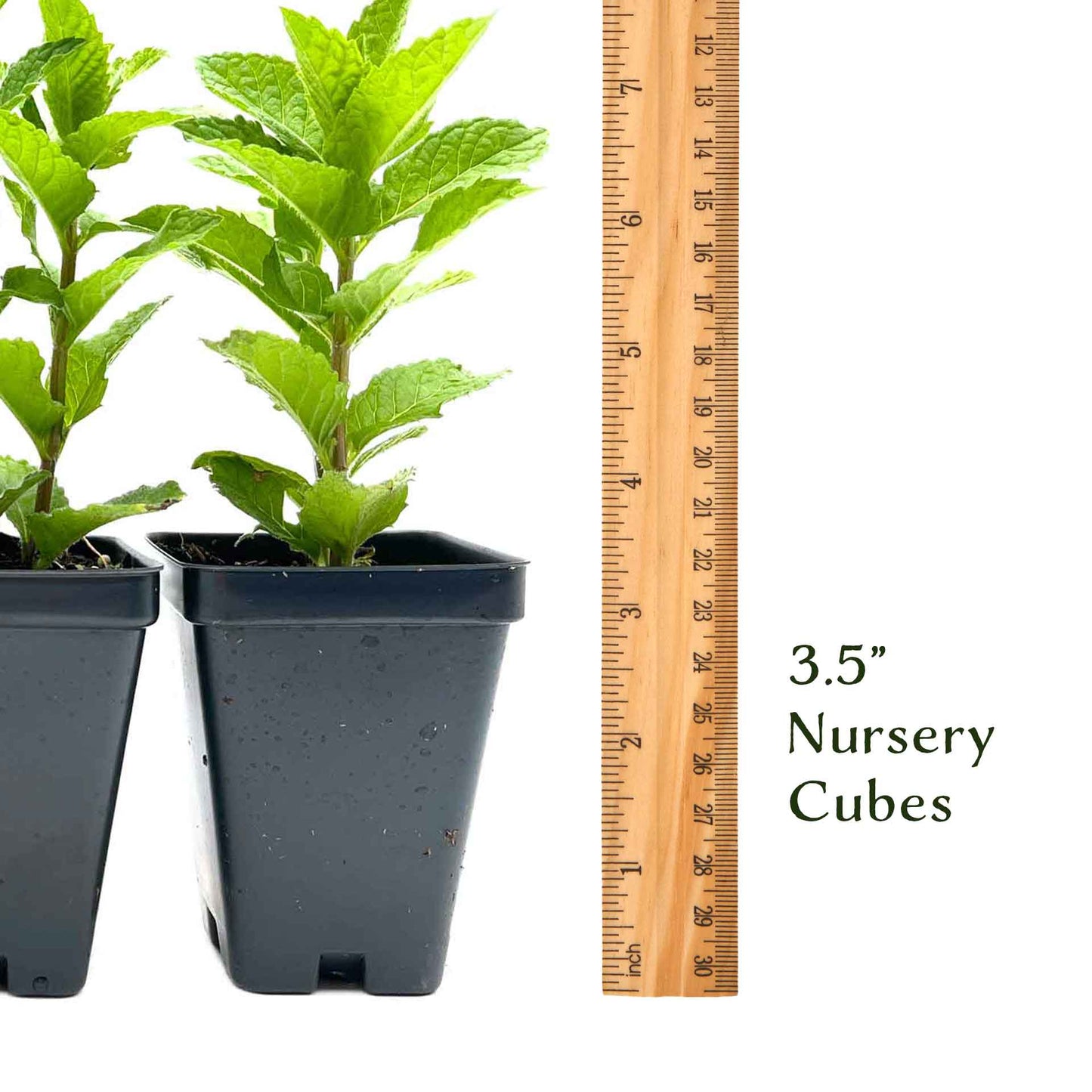 Kentucky Mint (Mentha spicata 'Kentucky Colonel')