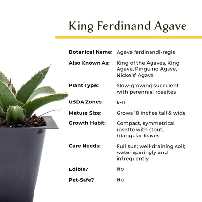 King Ferdinand Agave in 2.5” Nursery Cubes (Agave ferdinandi-regis)