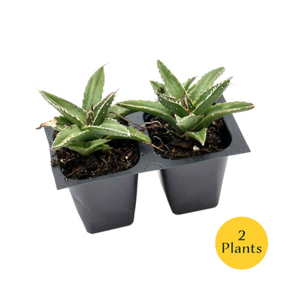 King Ferdinand Agave in 2.5” Nursery Cubes (Agave ferdinandi-regis)