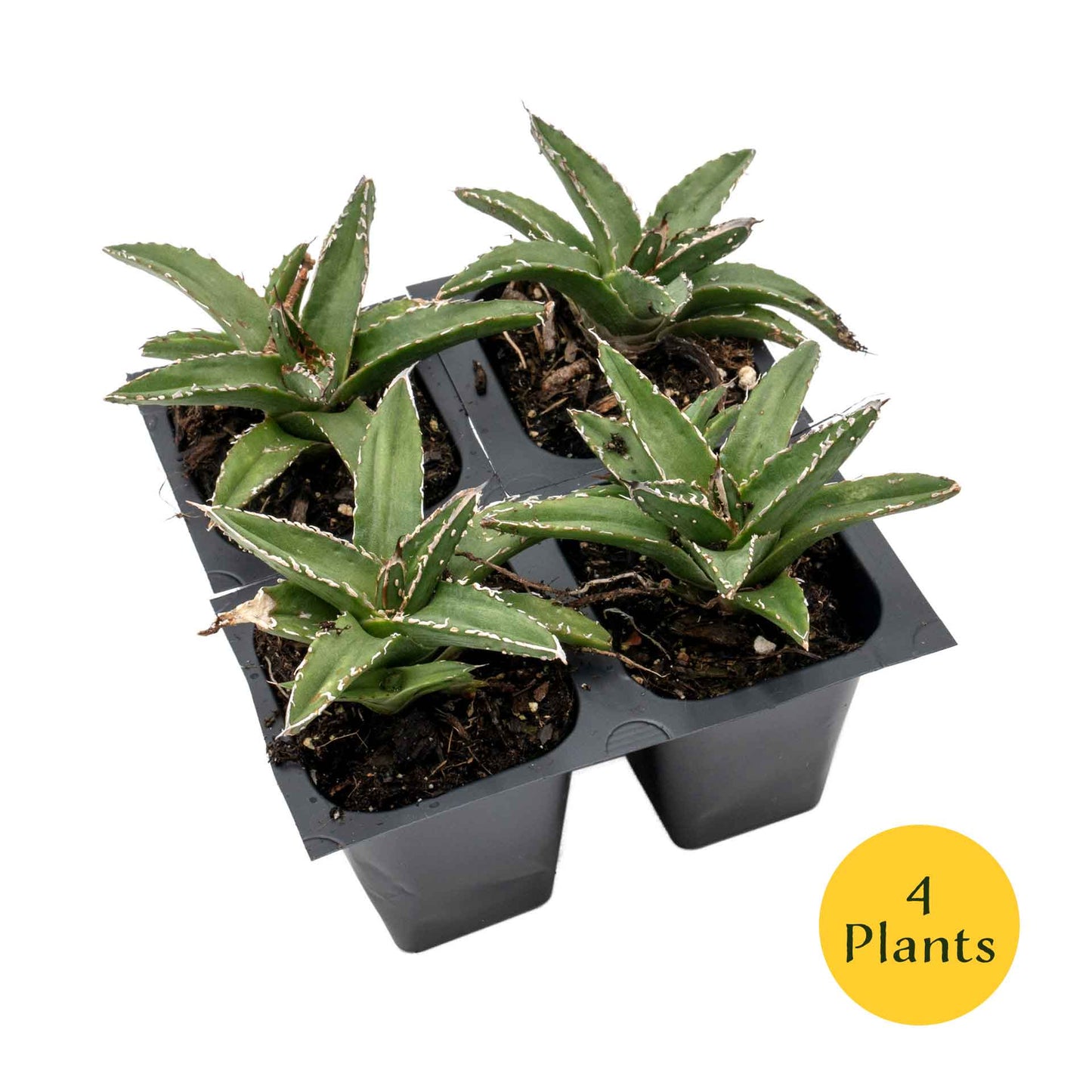 King Ferdinand Agave in 2.5” Nursery Cubes (Agave ferdinandi-regis)