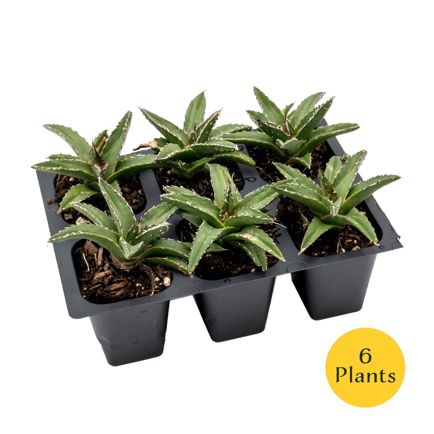 King Ferdinand Agave in 2.5” Nursery Cubes (Agave ferdinandi-regis)