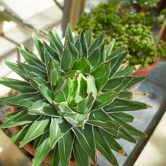 King Ferdinand Agave in 2.5” Nursery Cubes (Agave ferdinandi-regis)
