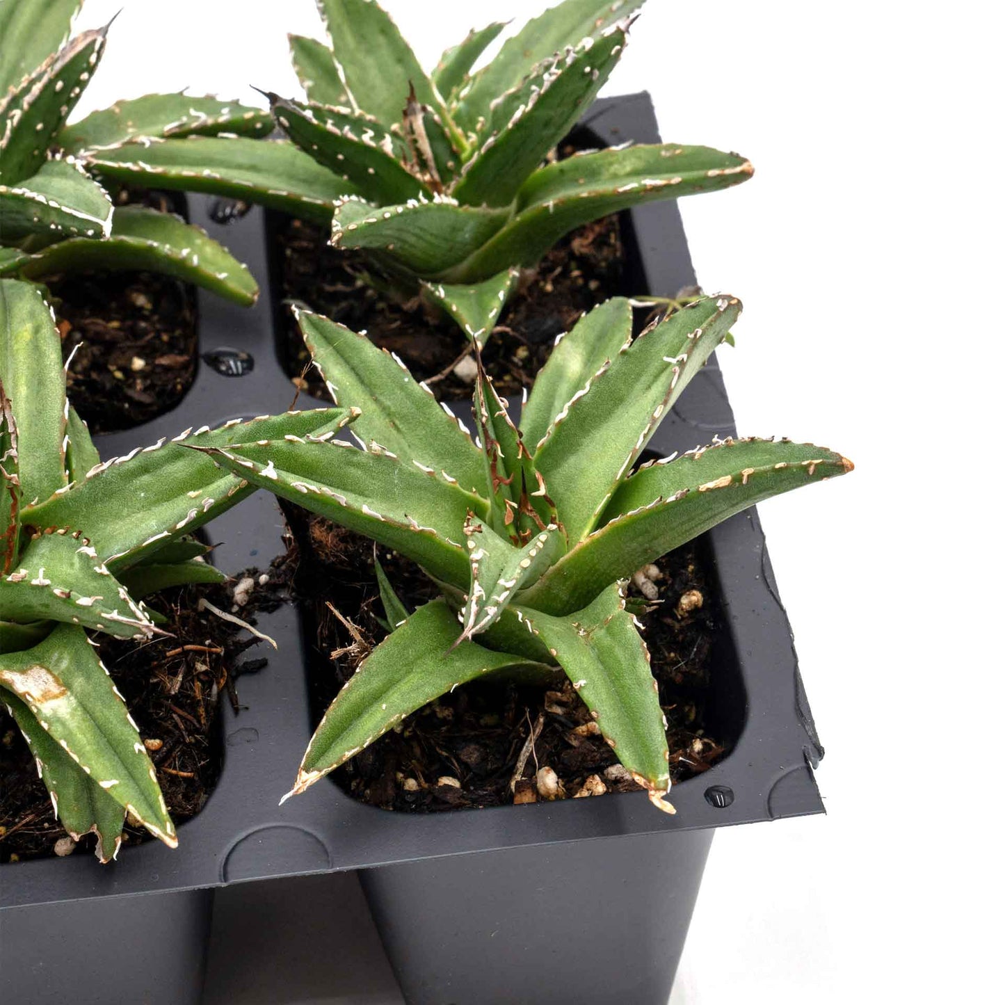 King Ferdinand Agave in 2.5” Nursery Cubes (Agave ferdinandi-regis)