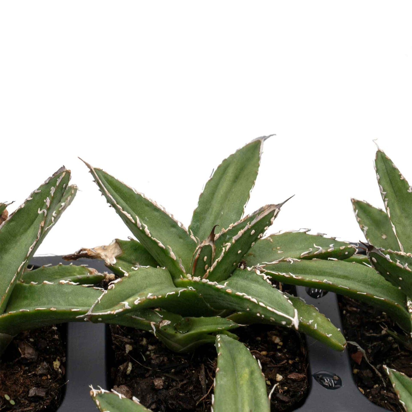 King Ferdinand Agave in 2.5” Nursery Cubes (Agave ferdinandi-regis)