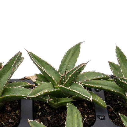 King Ferdinand Agave in 2.5” Nursery Cubes (Agave ferdinandi-regis)