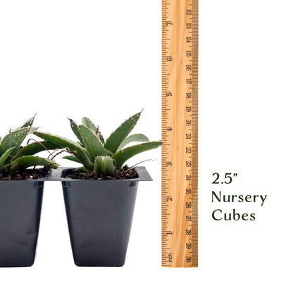 King Ferdinand Agave in 2.5” Nursery Cubes (Agave ferdinandi-regis)