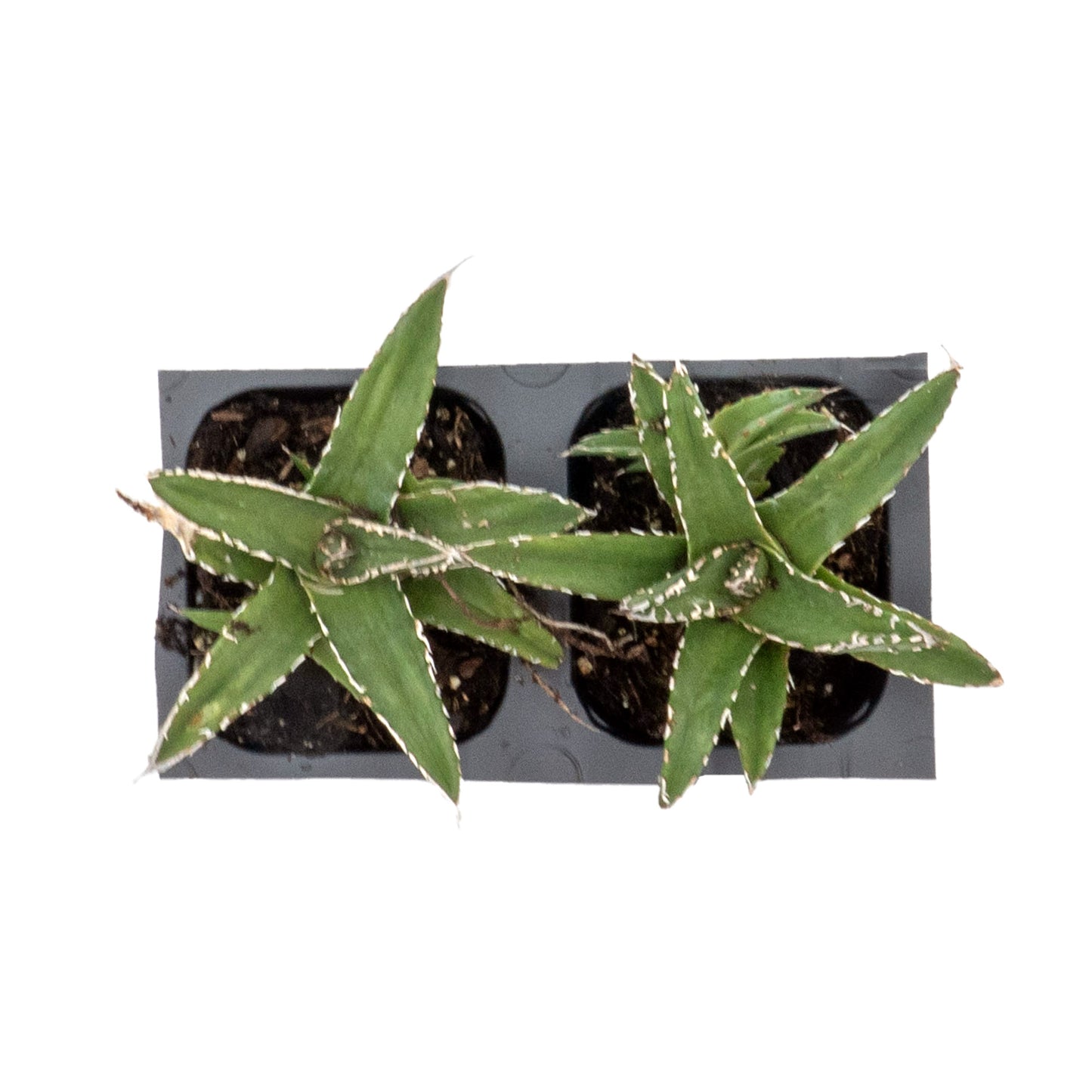 King Ferdinand Agave in 2.5” Nursery Cubes (Agave ferdinandi-regis)