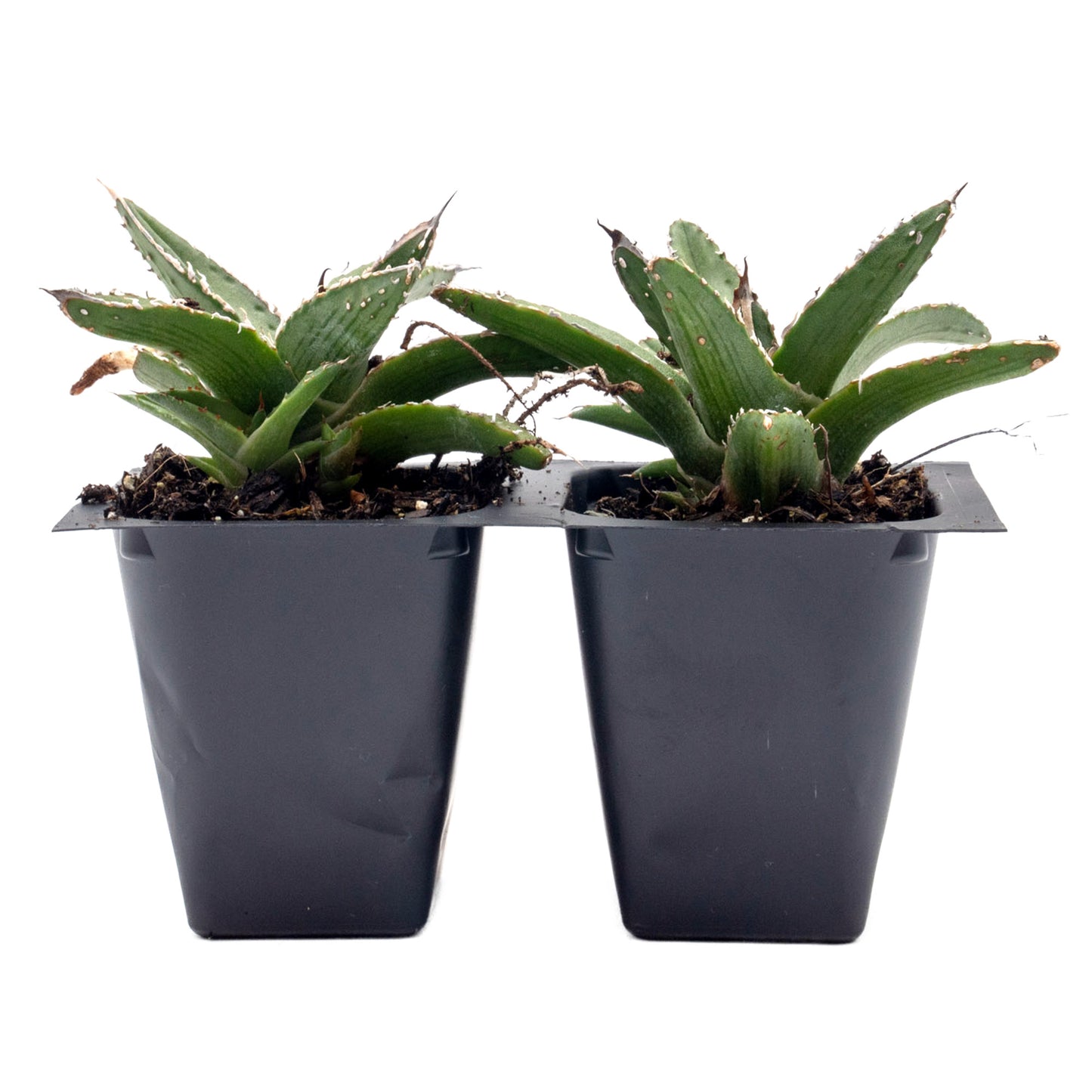 King Ferdinand Agave in 2.5” Nursery Cubes (Agave ferdinandi-regis)