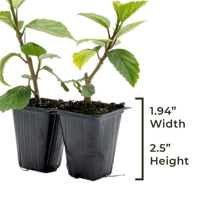 Kona Hibiscus | Live Plant in 2.5 Inch Nursery Cube | Hibiscus rosa-sinensis Hybrid
