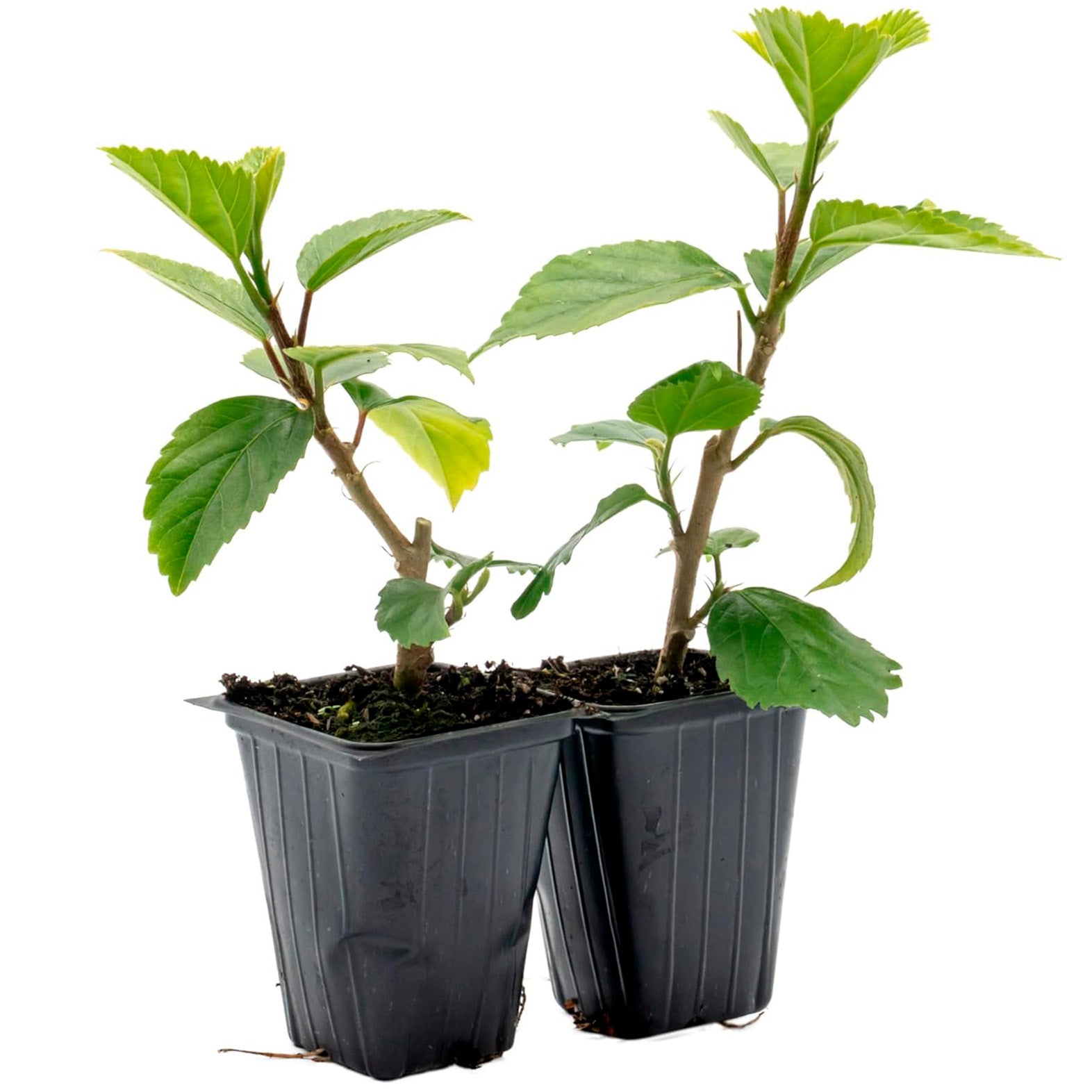 Kona Hibiscus | Live Plant in 2.5 Inch Nursery Cube | Hibiscus rosa-sinensis Hybrid