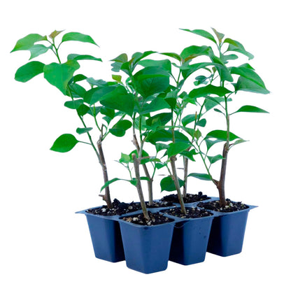 La Jolla Bougainvillea | Live Plant in 2.5 Inch Nursery Cube | Bougainvillea 'La Jolla'