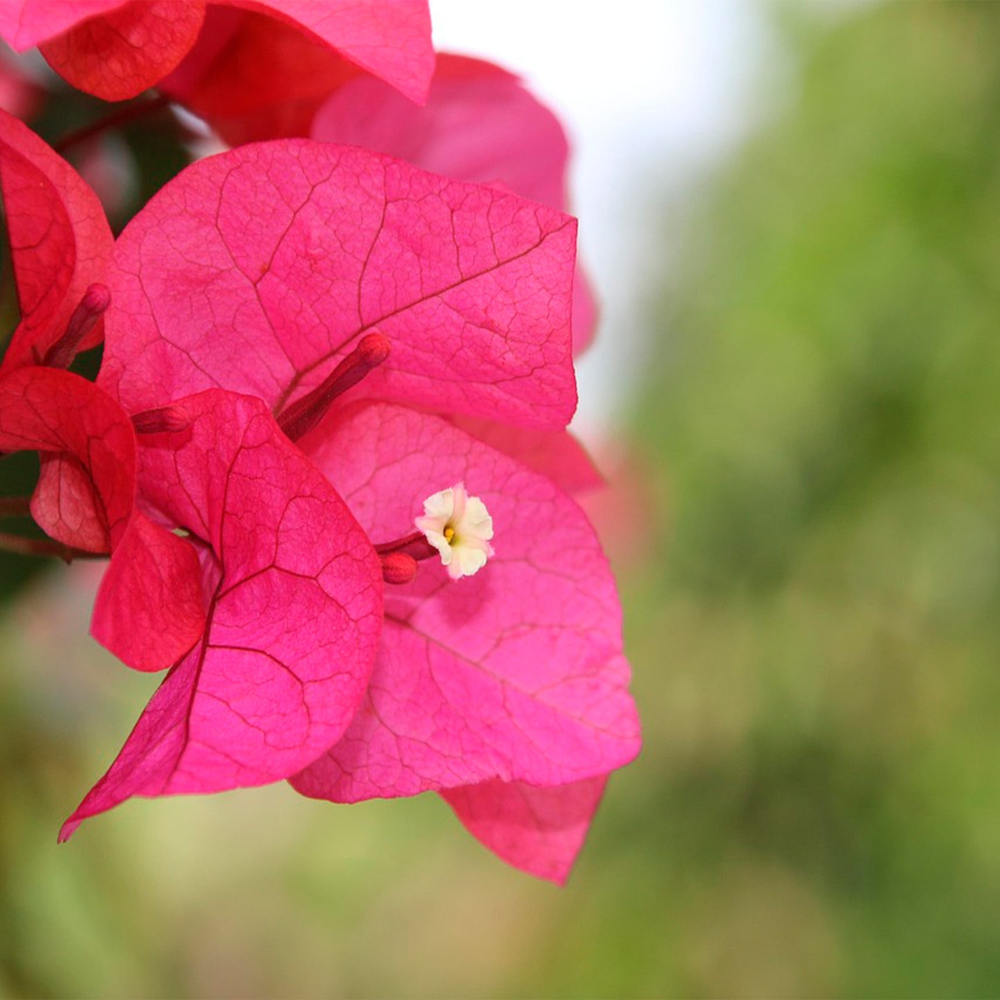 La Jolla Bougainvillea | Live Plant in 2.5 Inch Nursery Cube | Bougainvillea 'La Jolla'