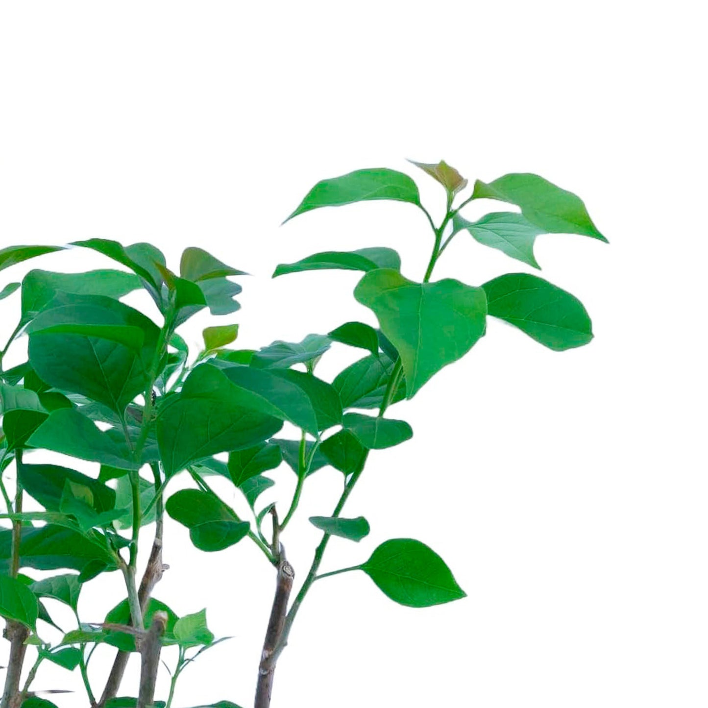 La Jolla Bougainvillea | Live Plant in 2.5 Inch Nursery Cube | Bougainvillea 'La Jolla'