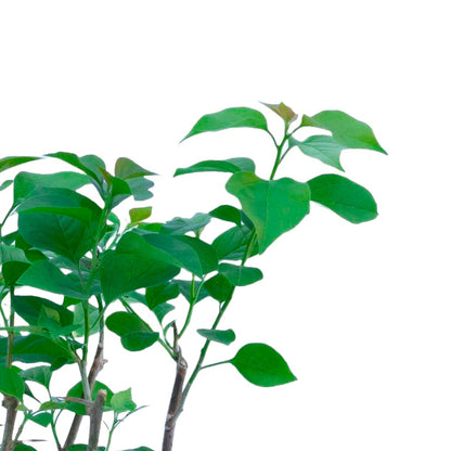 La Jolla Bougainvillea | Live Plant in 2.5 Inch Nursery Cube | Bougainvillea 'La Jolla'